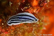 Phyllidiopis striata-Tomia Marimabuk-12m-20180526-Denis-ADER-DSC_0877_tn